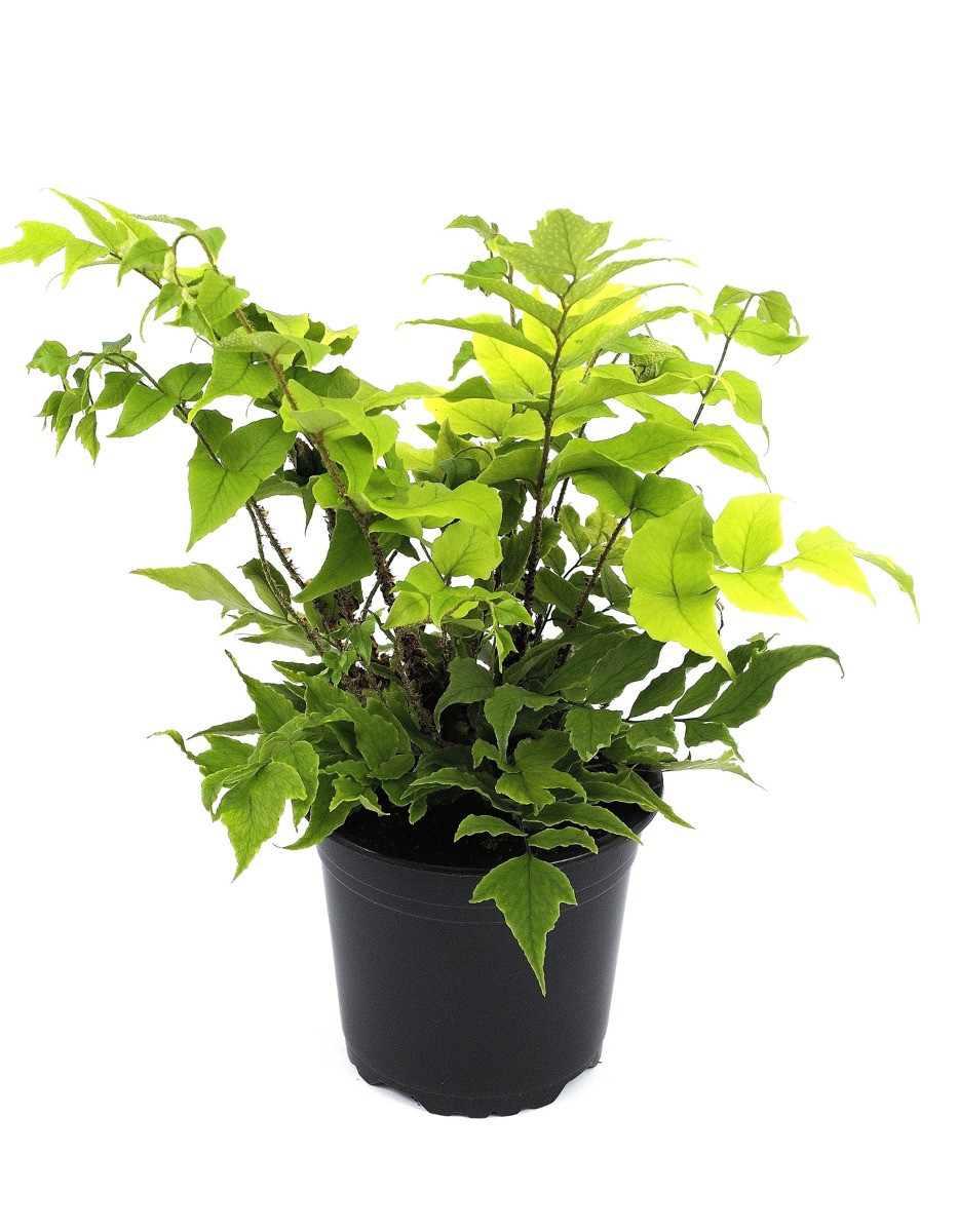 Cyrtomium fortunei var. Clivicola - Ijzervaren Sikkelvaren