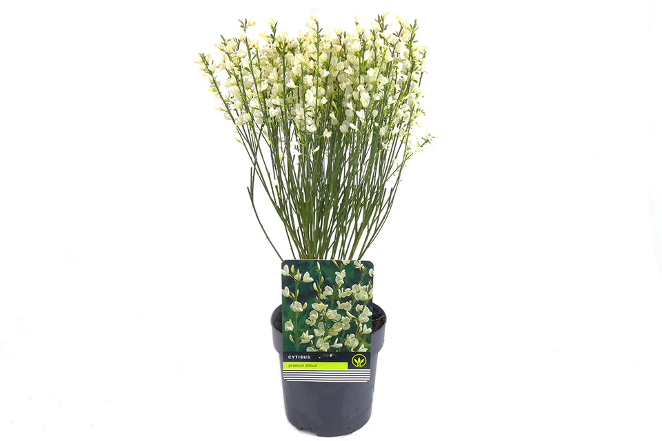 Cytisus ‘Albus’  C1,5