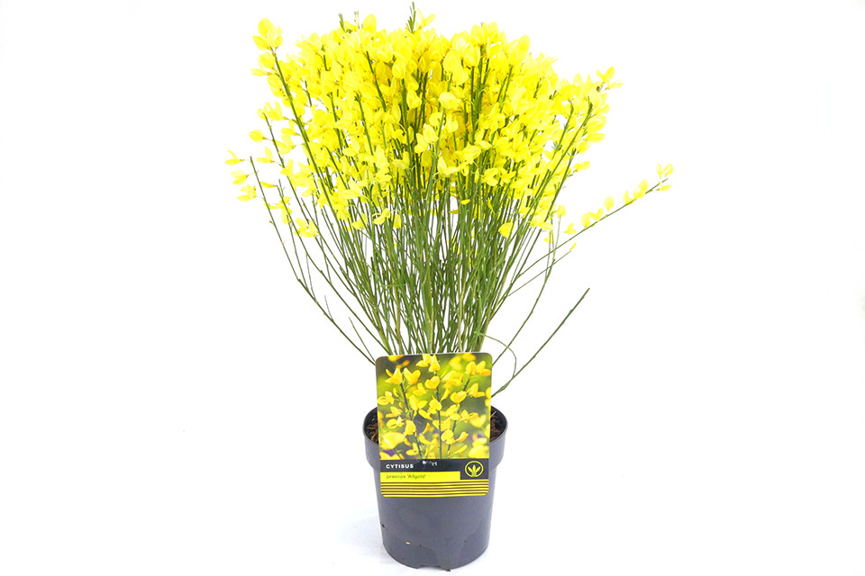 Cytisus ‘Allgold’ - Brem