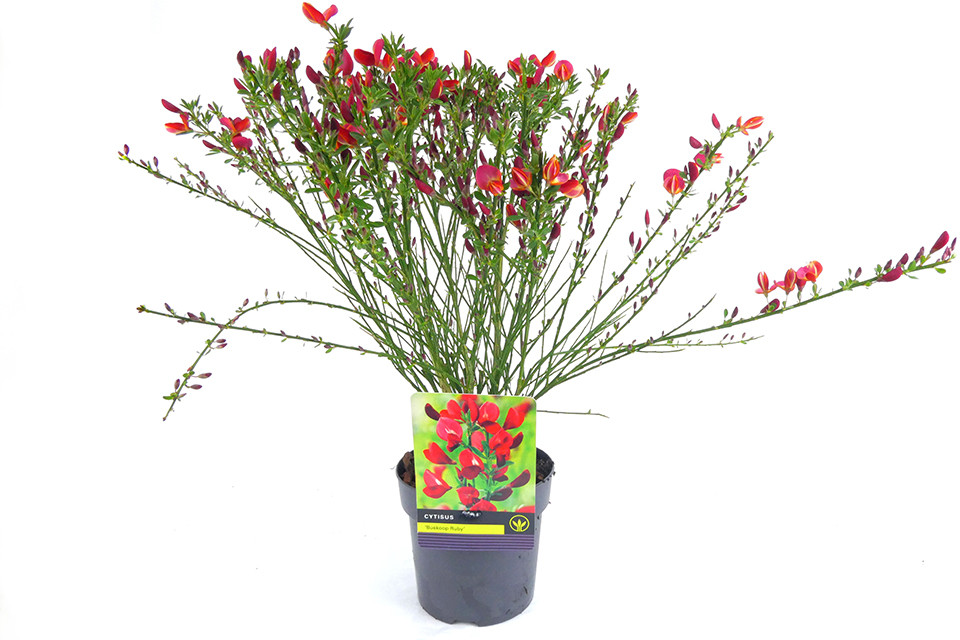 Cytisus Boskoop Ruby - Brem 