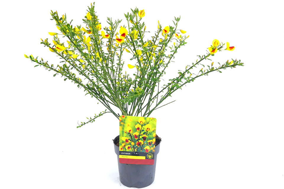 Cytisus ‘Firefly’ Brem
