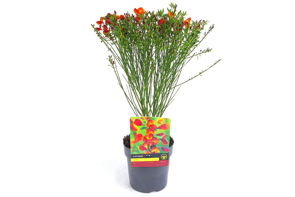 Cytisus ‘Lena’ - Brem