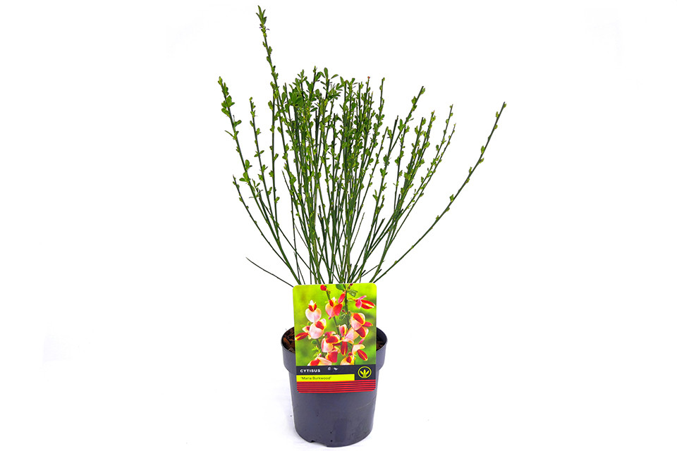 Cytisus ‘Maria Burkwood’ C1,5
