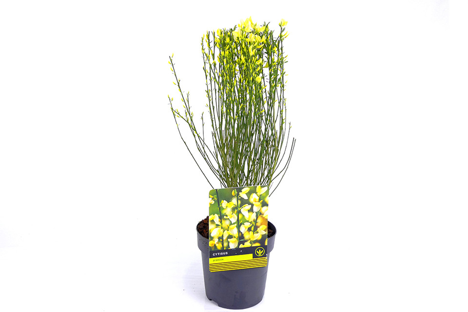 Cytisus Praecox - Voorjaarsbrem