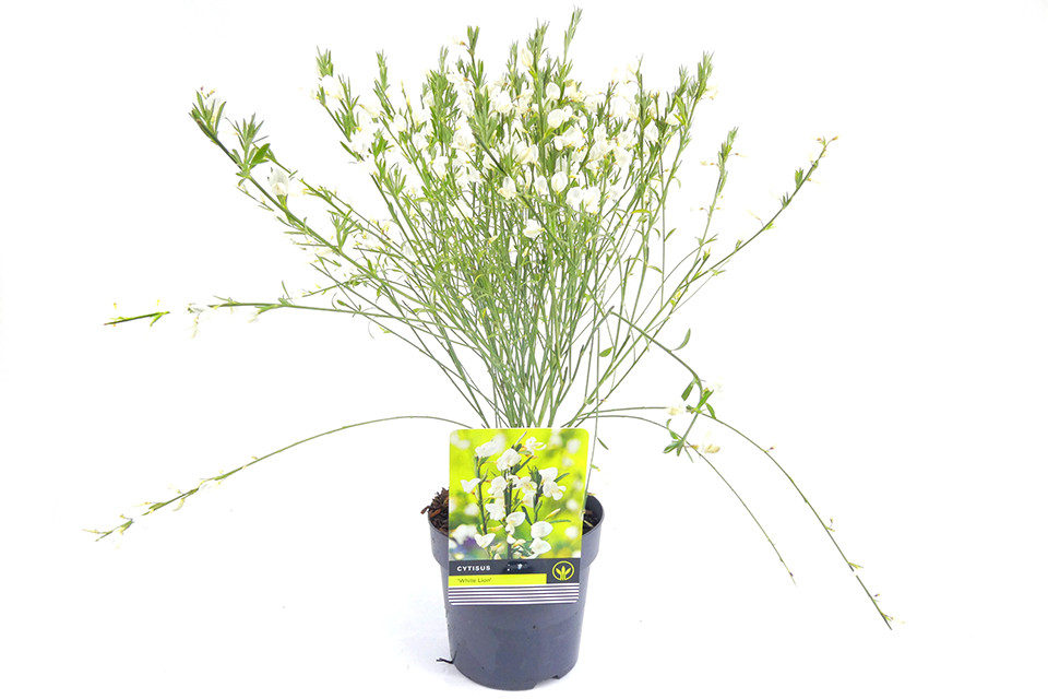 Cytisus ‘White Lion’ - Brem