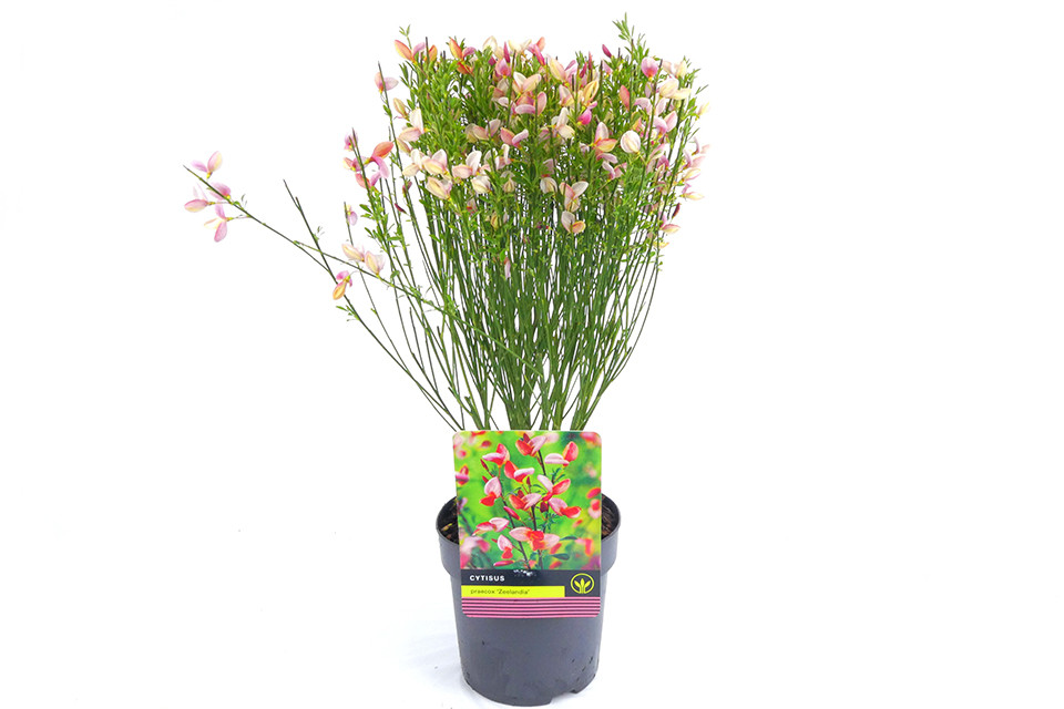 Cytisus Zeelandia - Brem