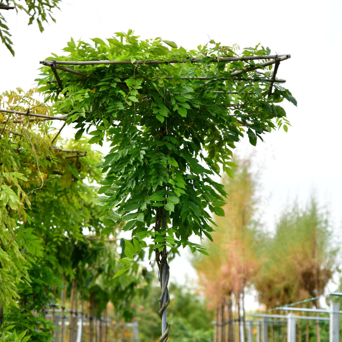 Dak Blauwe Regen vierkant