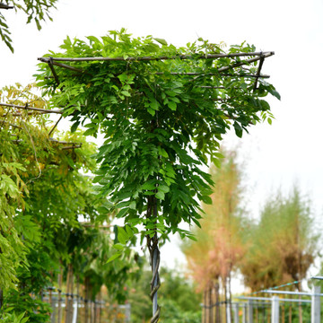 Blauregen Dachform Wisteria Blauregen Dachform Wisteria