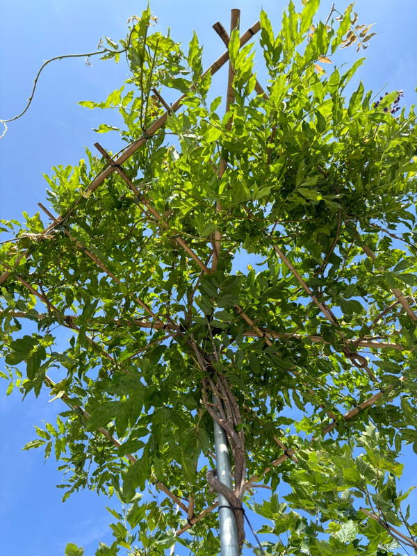 Blauregen Dachform Quadratisch | Wisteria Sinensis | Baumschuleonline.de