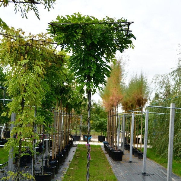 bambus bei obi Kaufen Sie jetzt Staude Bambus phyllostachys bissetii grün main image 1