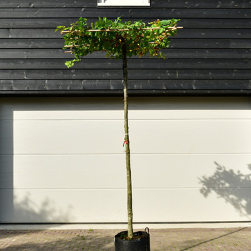 Dak Carpinus Dak Carpinus