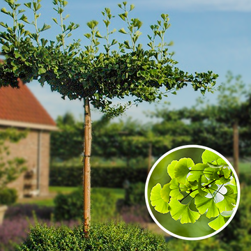 Ginkgo Biloba Dachform kaufen Ginkgo Biloba Dachform kaufen