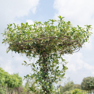 Trachelospermum jasminoides Trachelospermum jasminoides