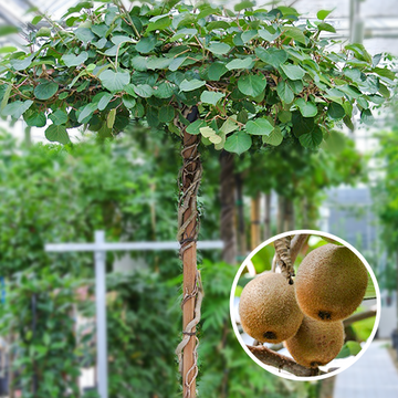 Kiwi Dachform Actinidia
 Kiwi Dachform Actinidia