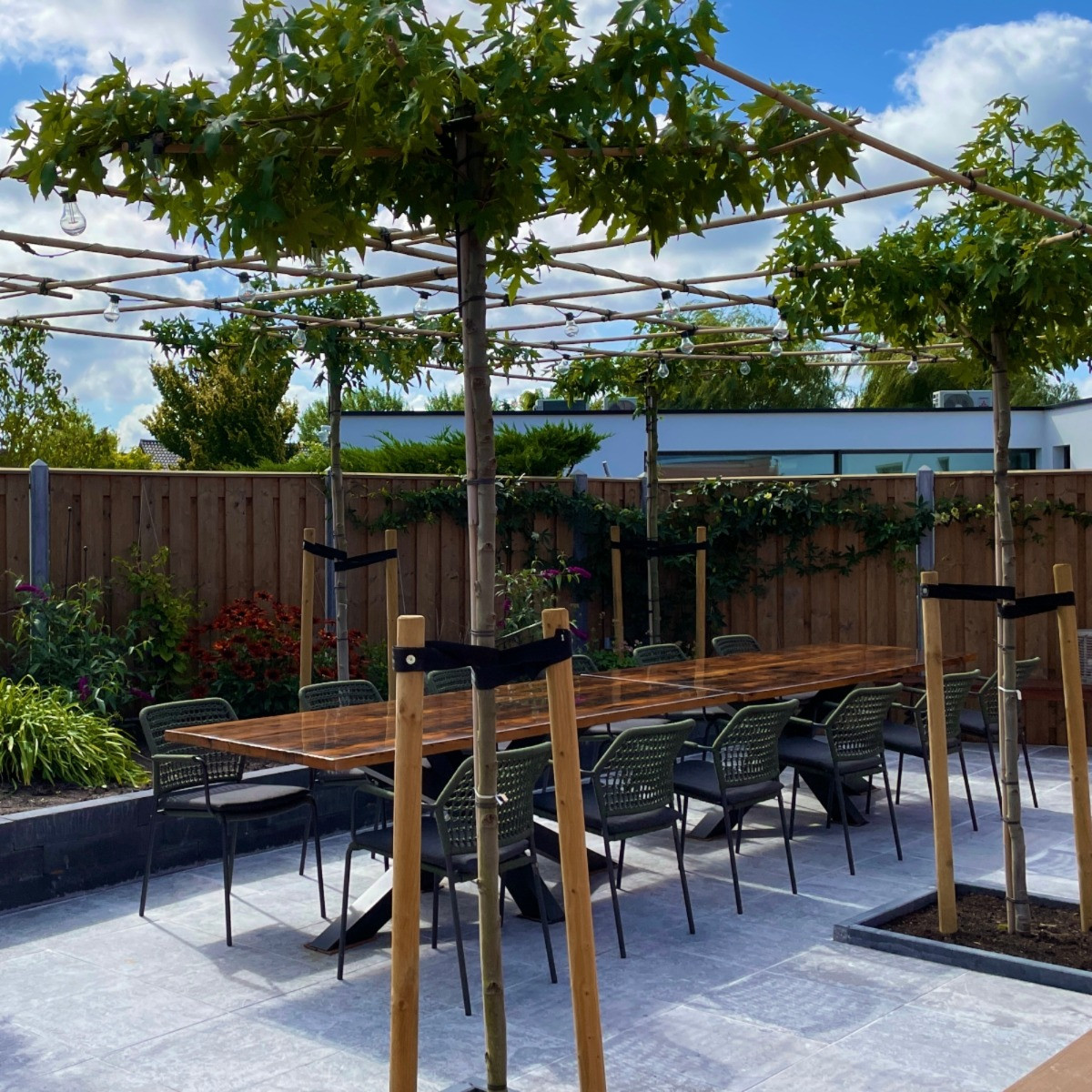 Dak Amberboom op kwekerij