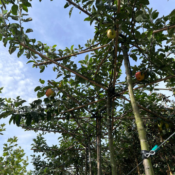 Malus Ecolette Malus Ecolette