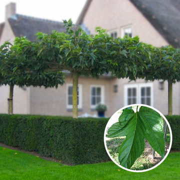 Morus Alba ''Fruitless''
 Morus Alba ''Fruitless''