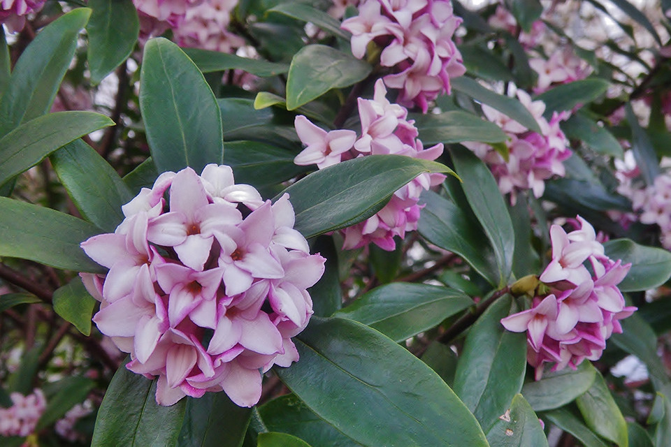 Daphne ‘Pink Fragrance’ - Peperboompje