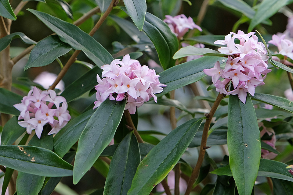 Daphne ‘Spring Beauty’ - Nepalese Papierstruik