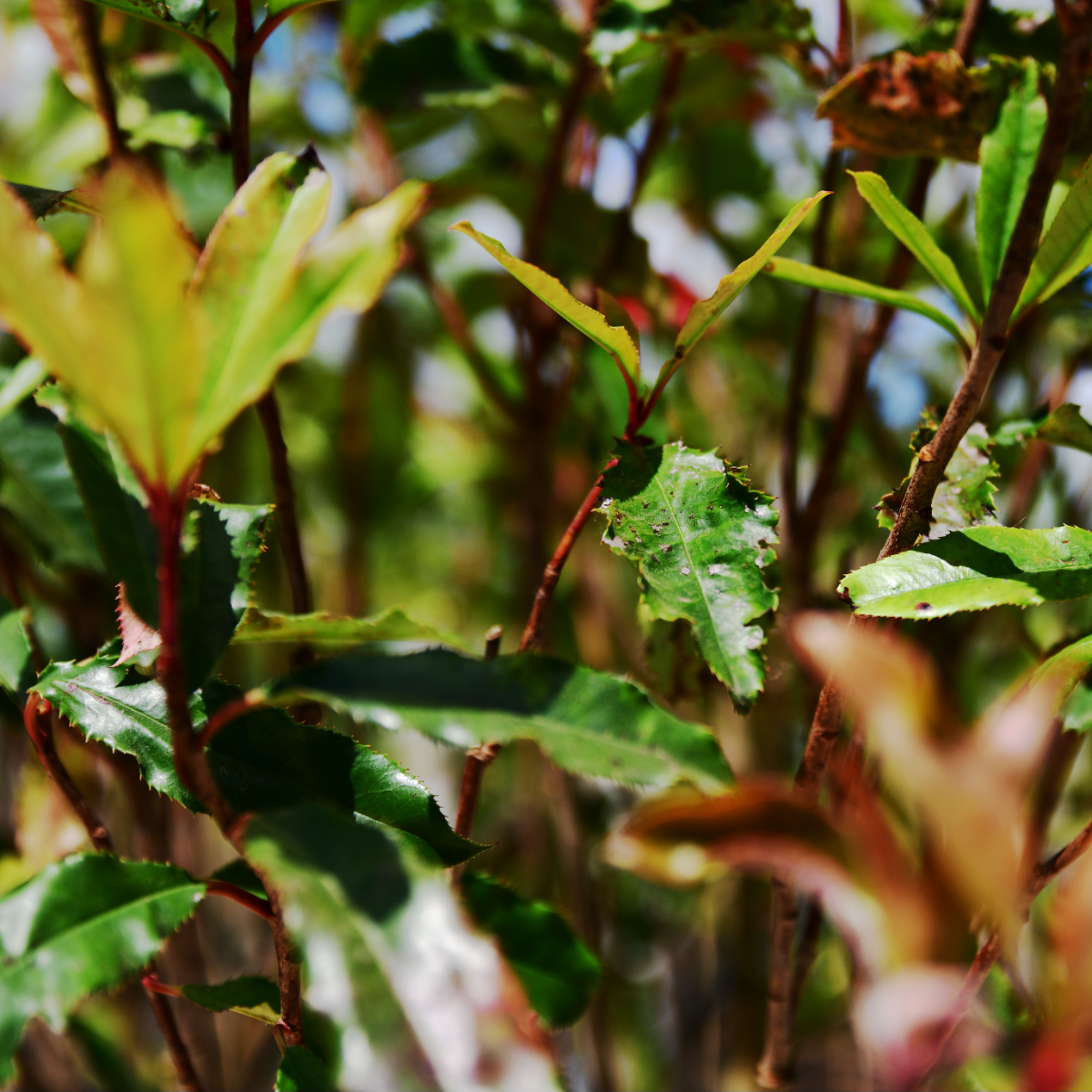 Detail blad Photinia Crunchy