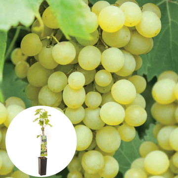 Witte druif Fanny Witte druif Fanny