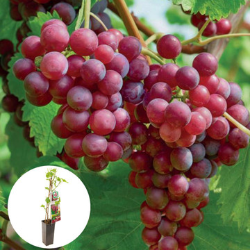 Druif Katharina
 Druif Katharina