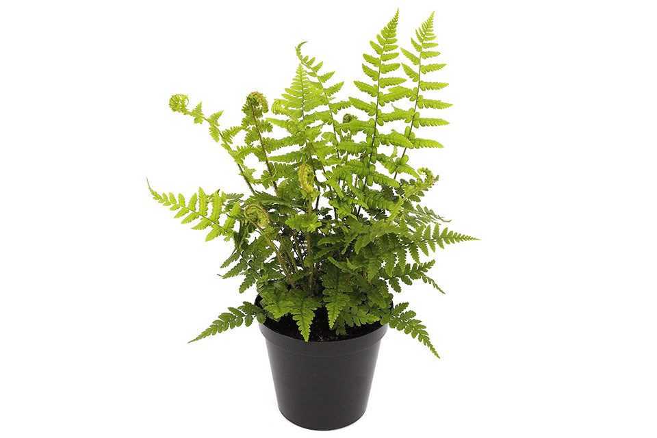 Dryopteris affinis - Geschubde Mannetjesvaren