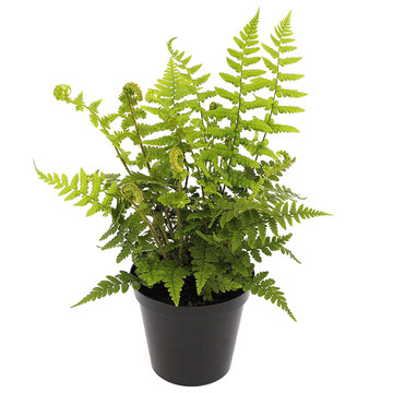 Dryopteris affinis - Geschubde Mannetjesvaren Dryopteris affinis - Geschubde Mannetjesvaren