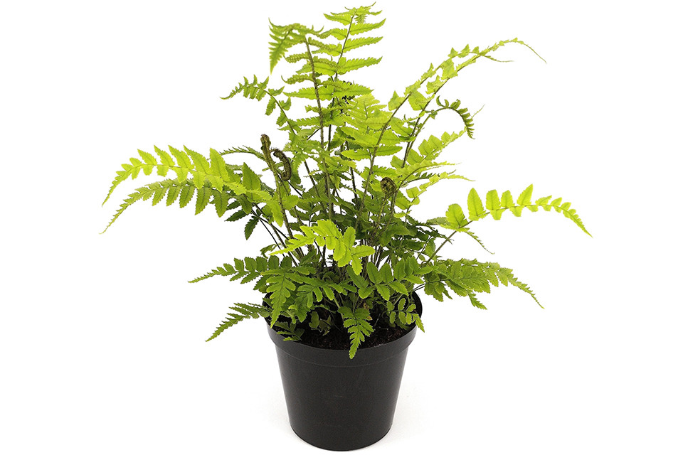 Dryopteris atrata - Olifantenslurfvaren