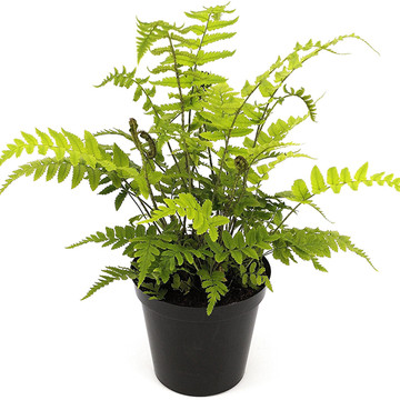Dryopteris atrata - Olifantenslurfvaren Dryopteris atrata - Olifantenslurfvaren