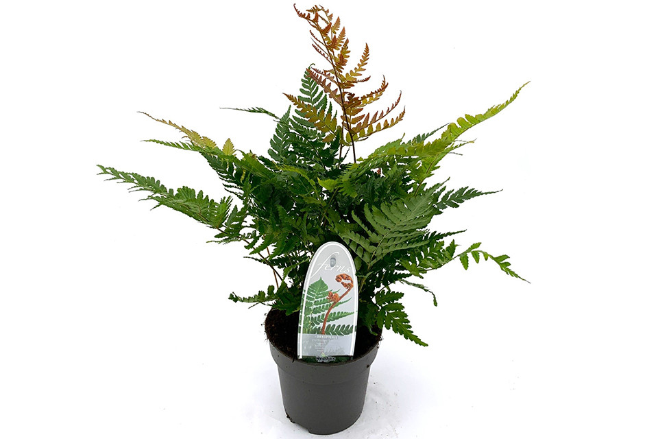 Dryopteris erythrosora ‘Brilliance’ - Rode Sluiervaren - Herfstvaren