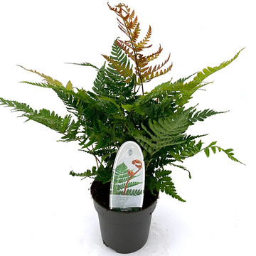 Dryopteris erythrosora ‘Brilliance’ - Rode Sluiervaren - Herfstvaren Dryopteris erythrosora ‘Brilliance’ - Rode Sluiervaren - Herfstvaren
