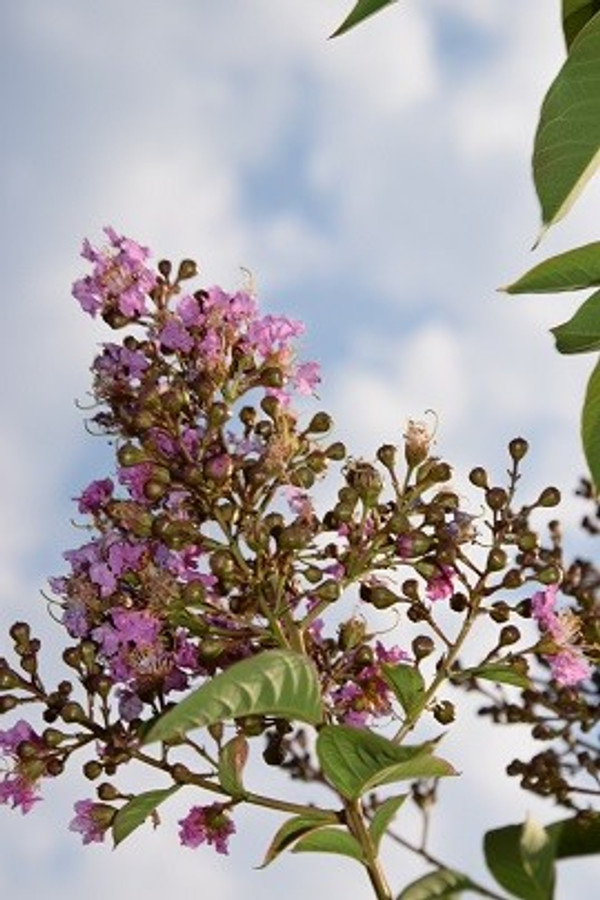 Blüte Krepp-Myrte Muskogee Mehrstämmig