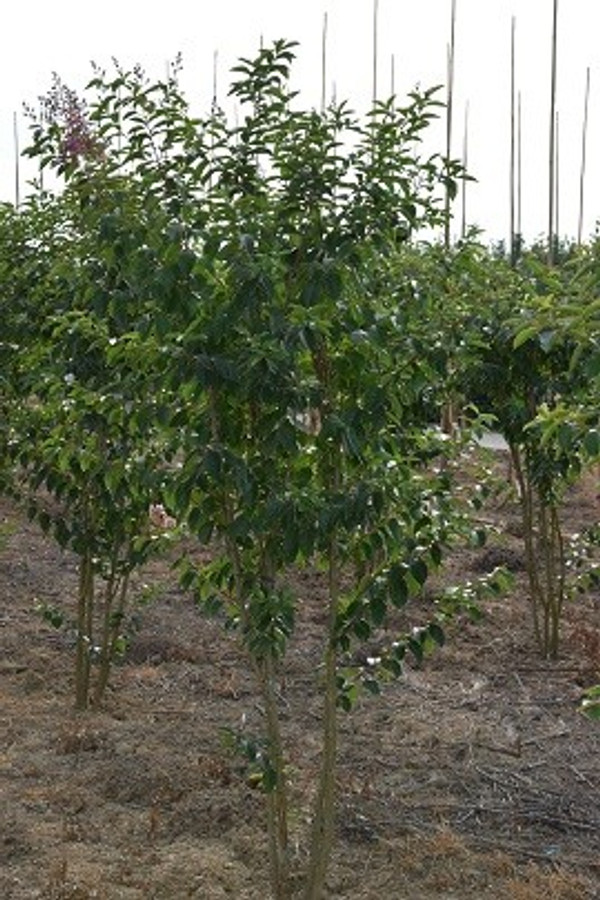 Lagerstroemia Muskogee