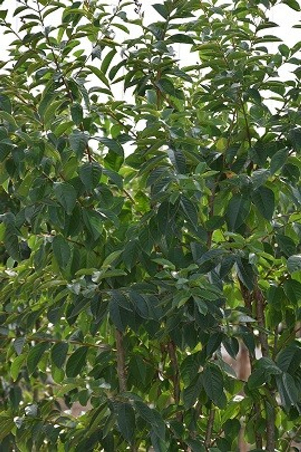 Blatt Lagerstroemia Muskogee