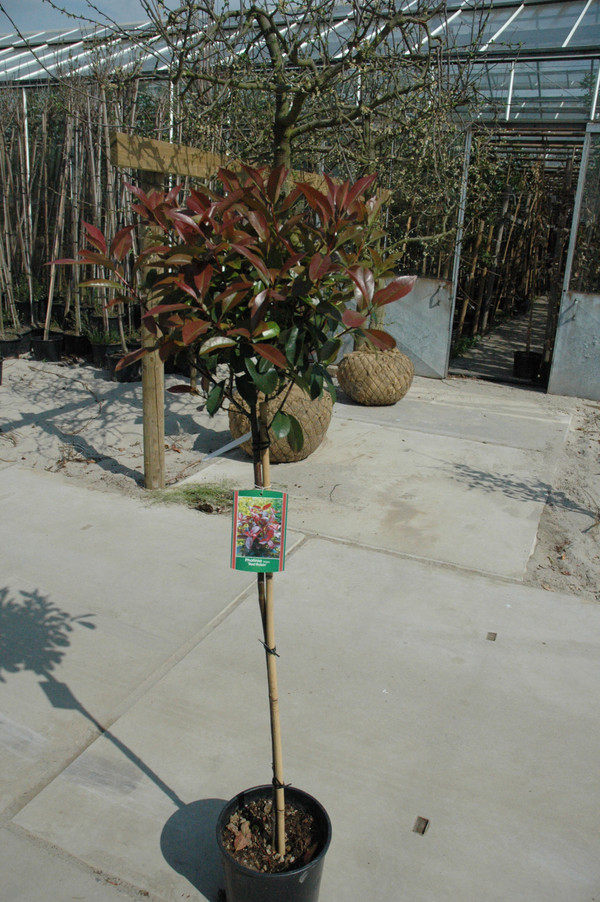 yo yo plant Seahawk Twin Hook Plant Yoyo