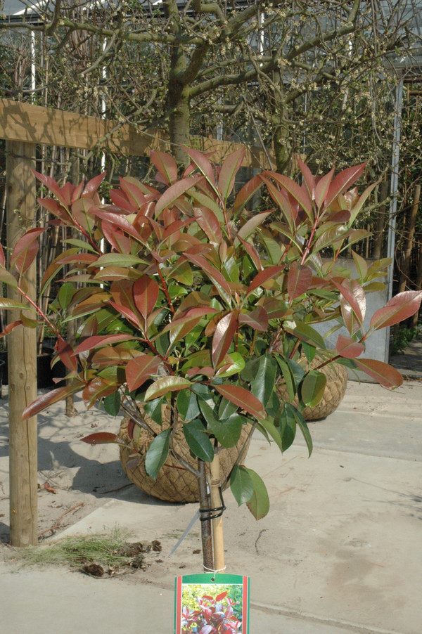 kirschlorbeer novita pflanzabstand Kirschlorbeer Novita (Prunus laurocerasus 'Novita') | 100-125 cm im Topf