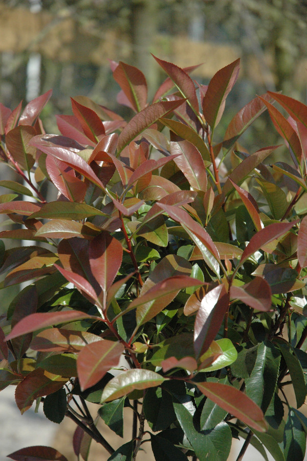 Photinia Red Robin Halbstamm| Glanzmispel blht im Frhjahr |  Baumschuleonline.de