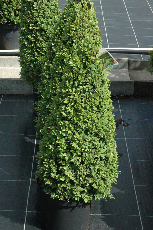 Buchsbaum Pyramide | Buxus Sempervirens | Baumschuleonline