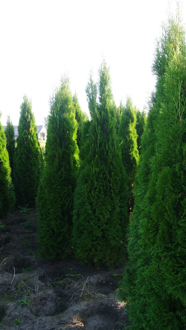 thuja 1m Dr. Reckeweg Thuja Occ Dilution 1000 CH 11ml – PUSHMYCART main image 1