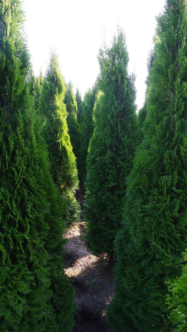 thuja im kübel düngen Thuja Dünger - Mineralischer NPK Flüssigdünger mit Stickstoff main image 1