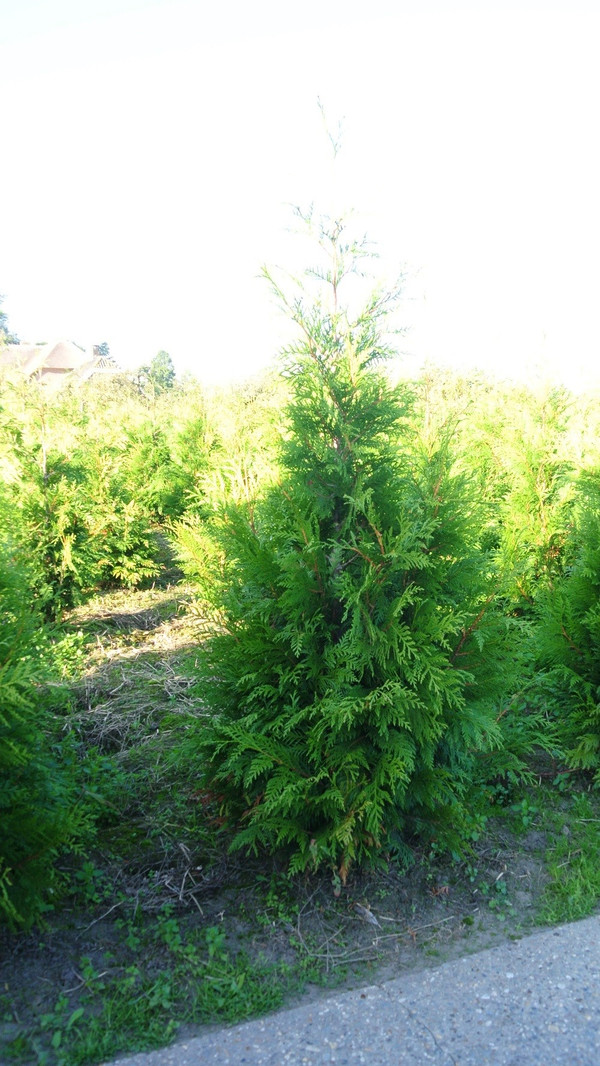 Thuja plicata Martin | Lebensbaum | Baumschuleonline