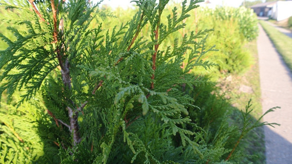 Thuja plicata Martin | Lebensbaum | Baumschuleonline