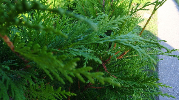 Thuja plicata Martin | Lebensbaum | Baumschuleonline