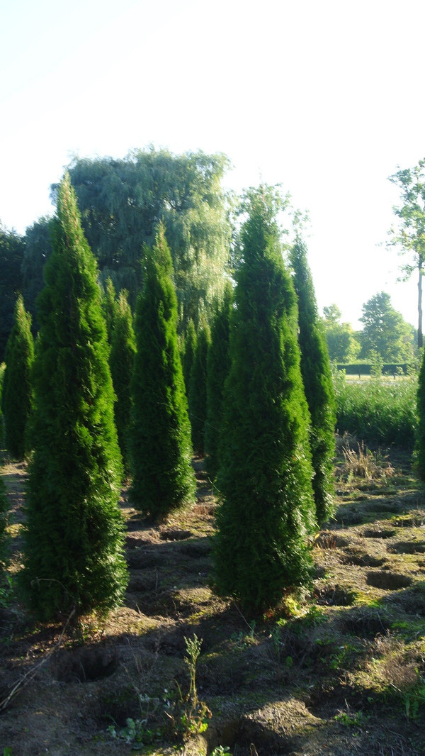 baumschule thuja preise Jetzt Lebensbaum 'Smaragd' online kaufen bei Bohlken Pflanzenversand –  Bohlken Pflanzenversand GbR main image 1