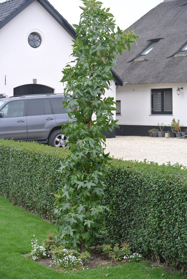 Sulen-Amberbaum | Liquidambar styraciflua | Baumschuleonline.de