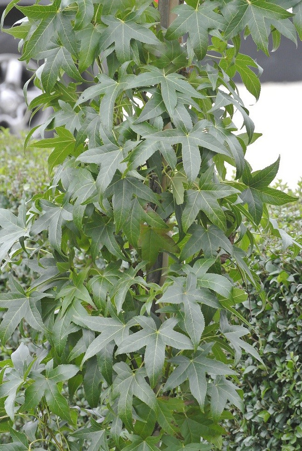 Sulen-Amberbaum | Liquidambar styraciflua | Baumschuleonline.de