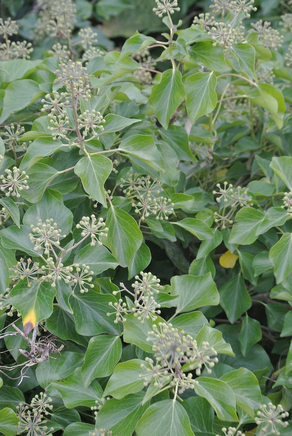 Hedera helix 'Arborescens' 30-35