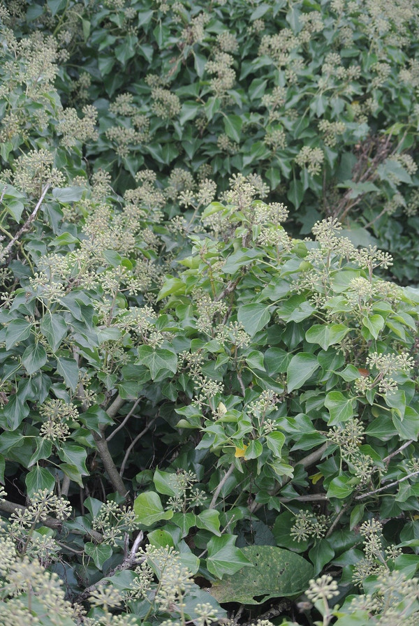 Hedera helix 'Arborescens' 30-35