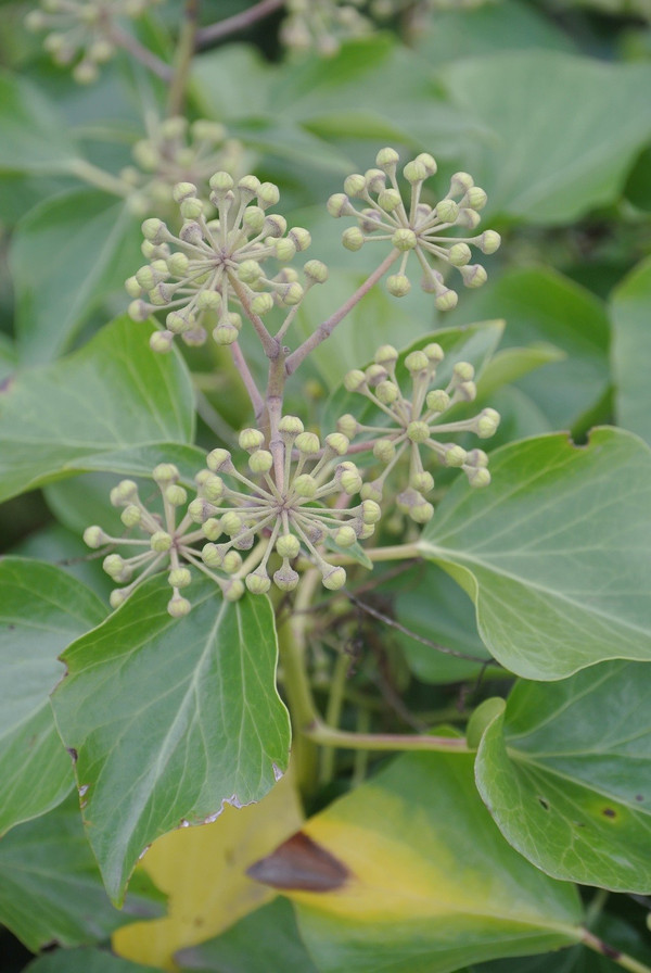 Hedera helix 'Arborescens' 30-35